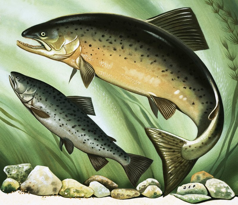 The Salmon