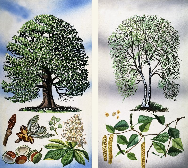 Trees You Can See: Horse Chestnut & Silver Birch by David Pratt