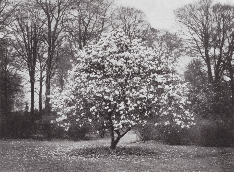 Kew Gardens, c.1900 by E. J. Wallis