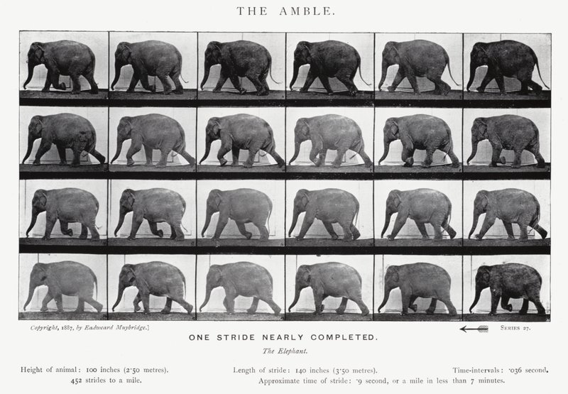 Eadweard Muybridge: The Amble by Eadweard Muybridge