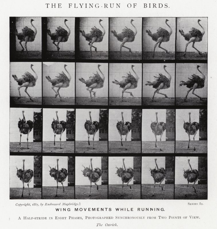 The Flying-Run of Birds by Eadweard Muybridge