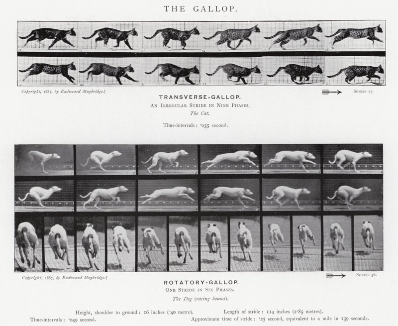The Gallop by Eadweard Muybridge
