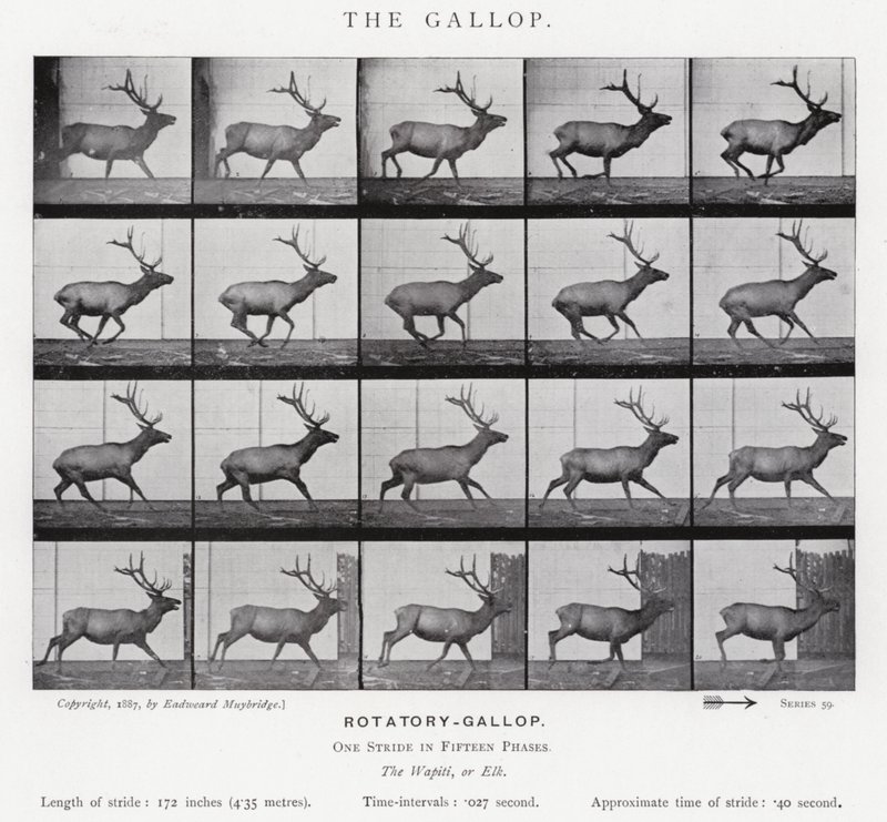 The Gallop by Eadweard Muybridge