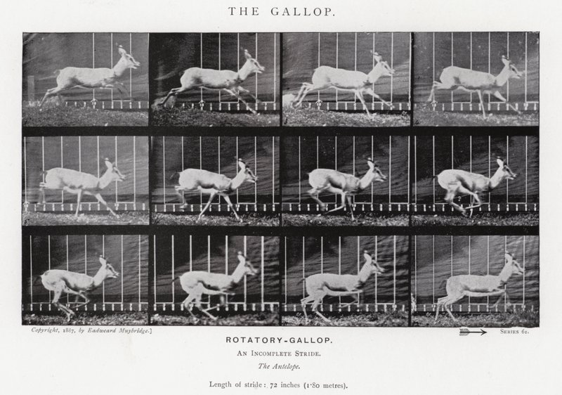 The Gallop by Eadweard Muybridge