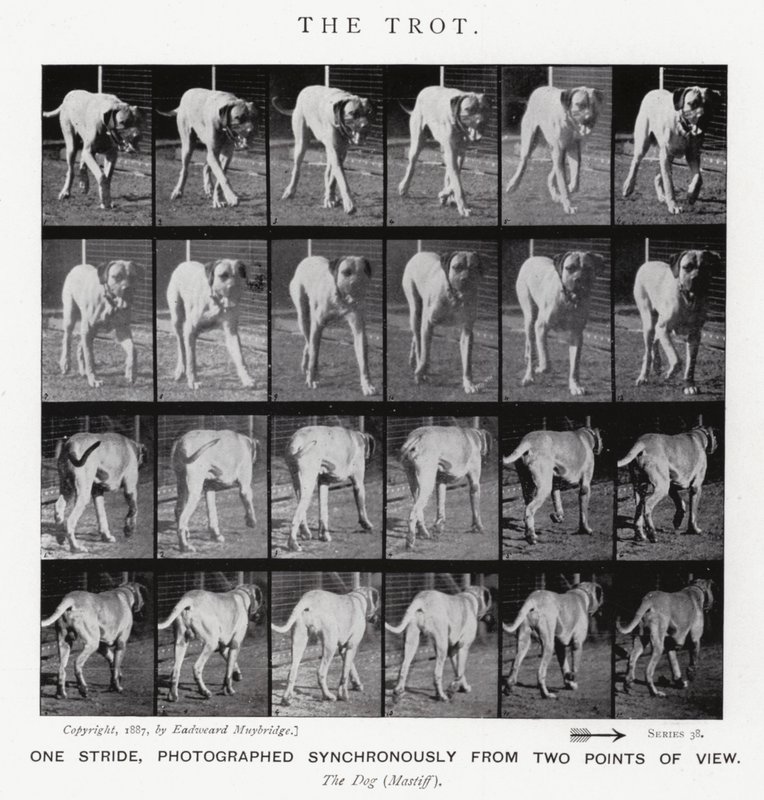 Eadweard Muybridge: The Trot by Eadweard Muybridge