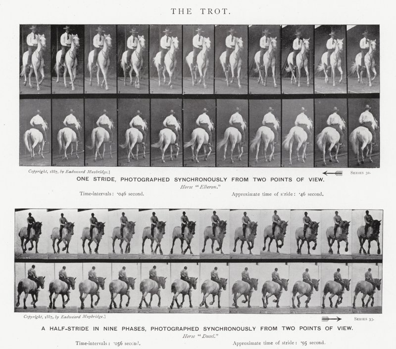 The Trot by Eadweard Muybridge