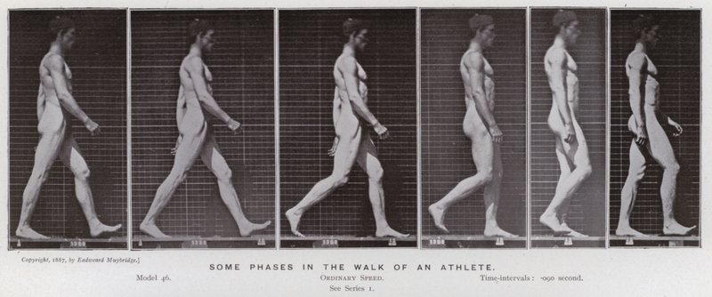 The Human Figure in Motion: Some phases in the walk of an athlete by Eadweard Muybridge