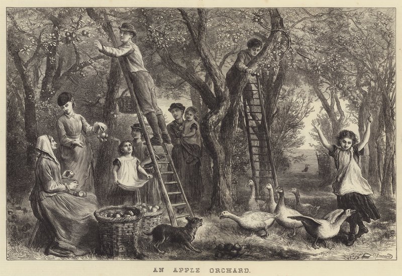 An Apple Orchard (engraving) by Ebenezer Newman Downard