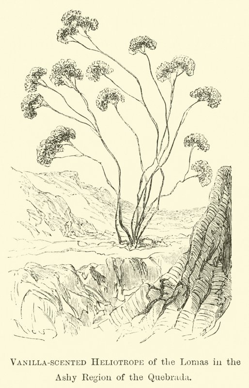 Vanilla-scented Heliotrope of the Lomas in the Ashy Region of the Quebrada by Edouard Riou