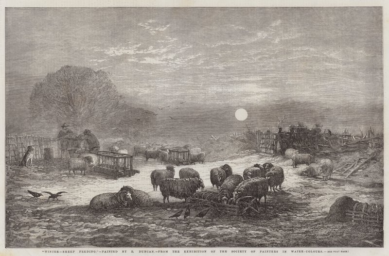 Winter, Sheep Feeding, from the Exhibition of the Society of Painters in Water-Colours by Edward Duncan