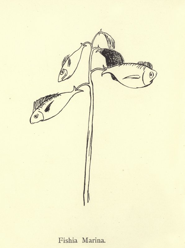 Fishia Marina by Edward Lear