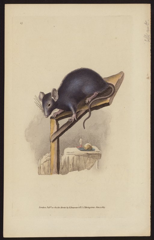 Black Rat by Edward (after) Donovan