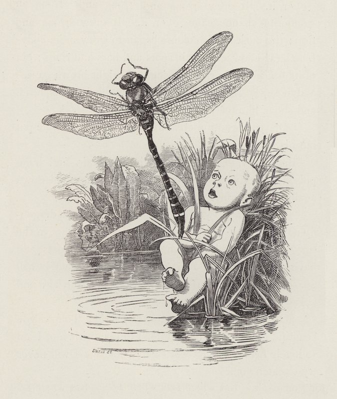 Illustration for The Water-Babies by Charles Kingsley by Edward Linley (after) Sambourne