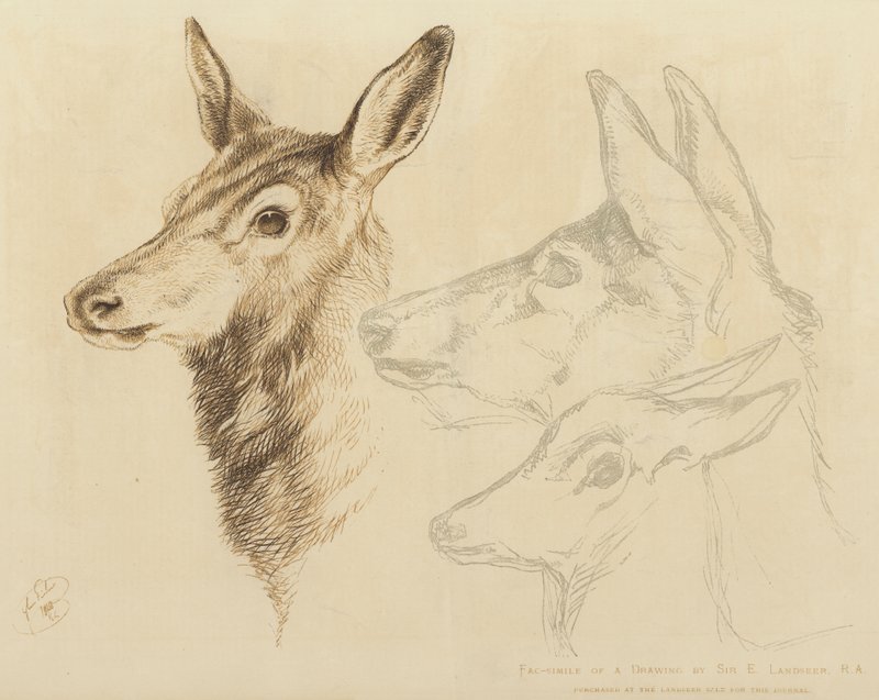 Fac-simile of a Drawing by Sir E Landseer, RA by Edwin Landseer