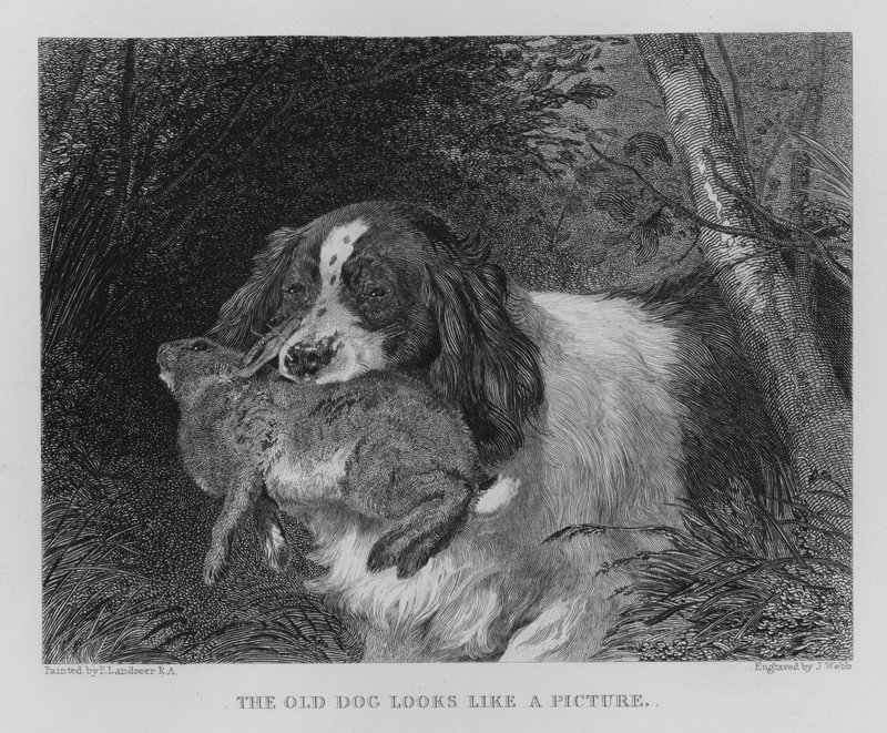 The Old Dog Looks Like a Picture by Edwin (after) Landseer