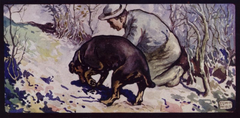 An English Truffle-Hunting Dog by Edwin Noble