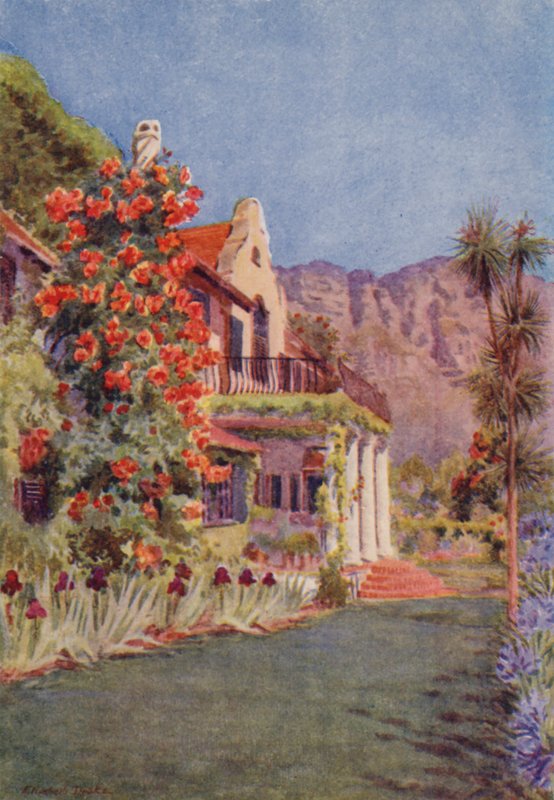 Bignonia grandiflora at Paradise, Claremont by Elizabeth Drake