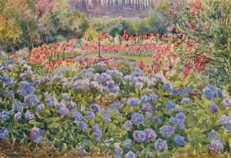Blue Hydrangeas and Pink Cannas, Alphen, Wynberg by Elizabeth Drake