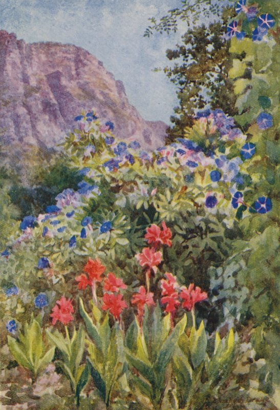 Blue Ipomoea and Cannas, Bishopscourt, near Cape Town by Elizabeth Drake