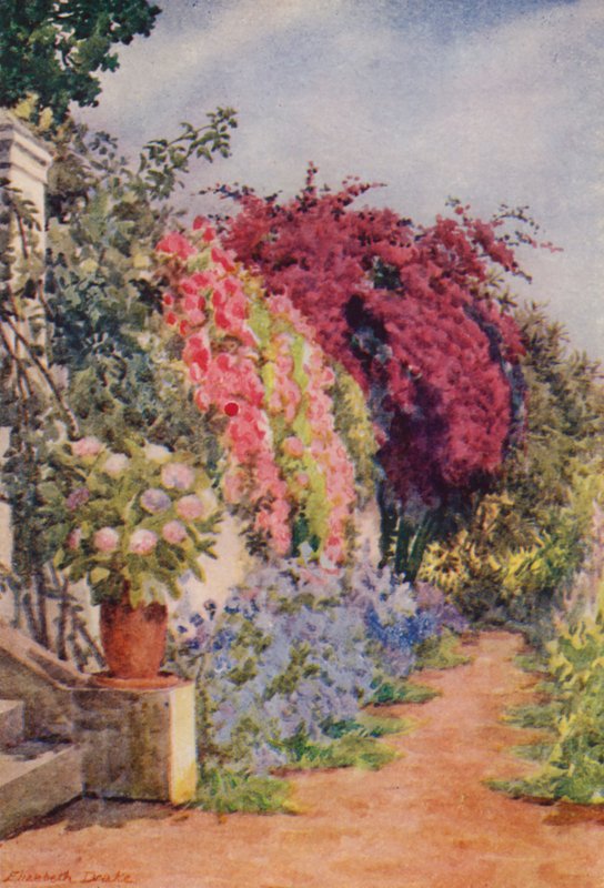 Bougainvillea and Roses, Welgelegen, Rosebank by Elizabeth Drake