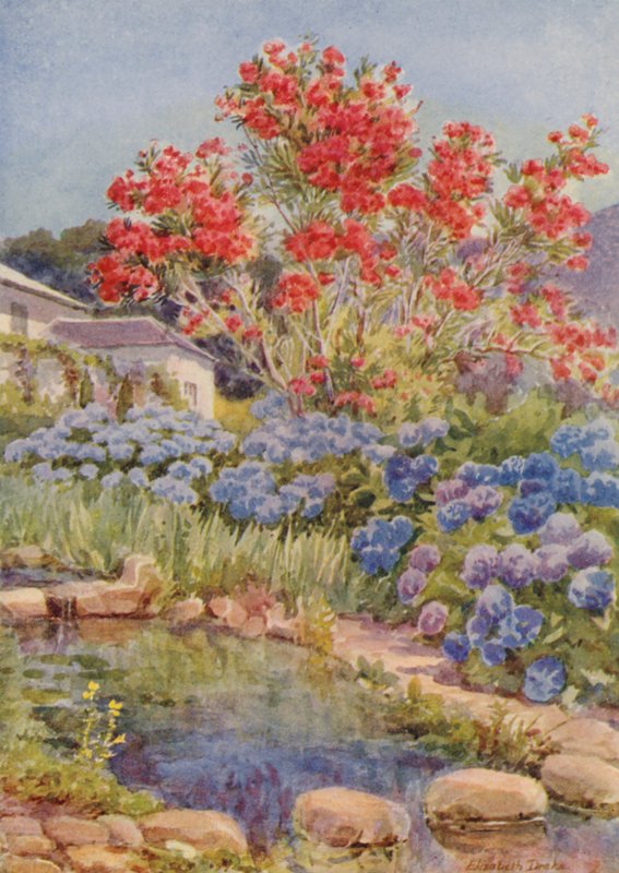 Hydrangeas by the Water, Bishopscourt, near Cape Town by Elizabeth Drake