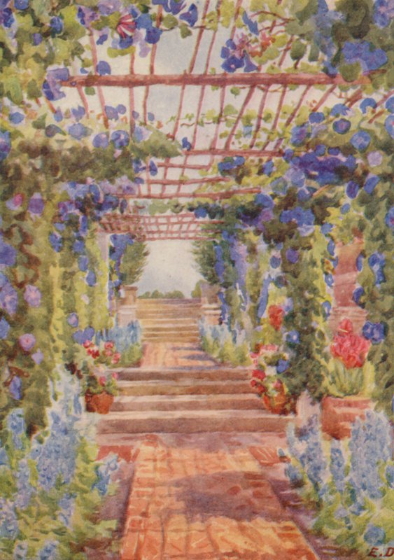 Pergola covered with Blue Ipomoea Learii de Grendel, Tygerberg by Elizabeth Drake