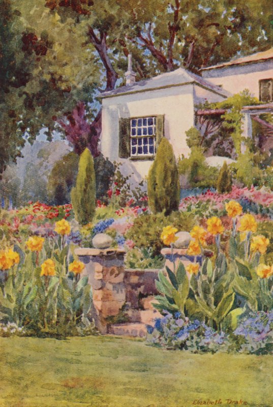 Yellow Cannas at the Steps, Bishopscourt, near Cape Town by Elizabeth Drake