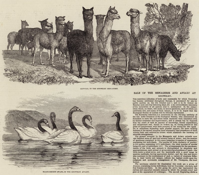 Sale of the Menagerie and Aviary at Knowsley by English School