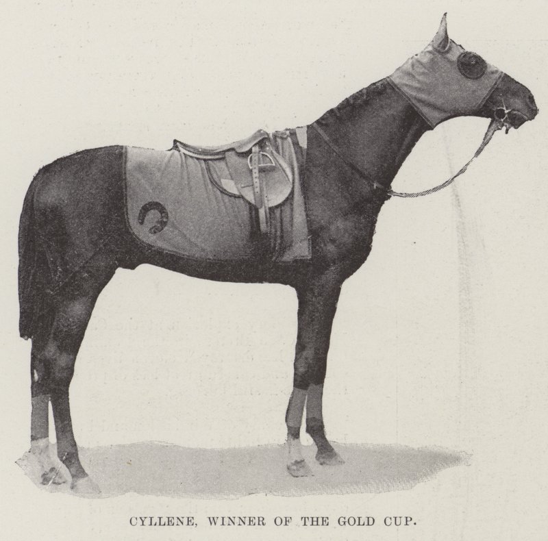 Cyllene, Winner of the Gold Cup by English Photographer