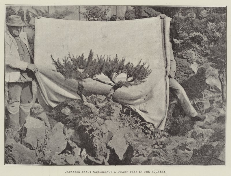Japanese Fancy Gardening, A Dwarf Tree in the Rockery by English Photographer
