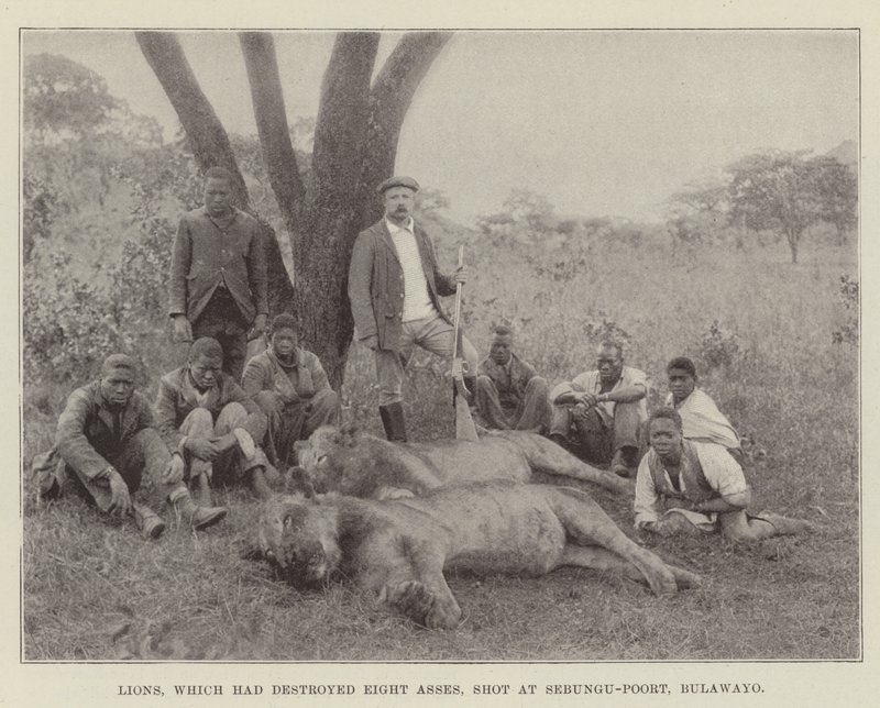 Lions, which had destroyed Eight Asses, shot at Sebungu-Poort, Bulawayo by English Photographer