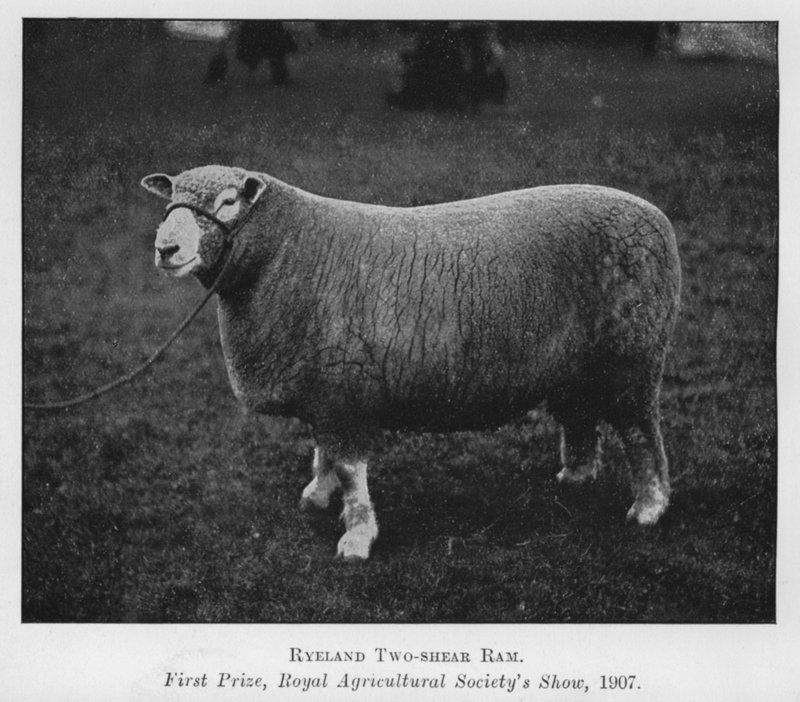 Ryeland Two-shear Ram, First Prize, Royal Agricultural Society