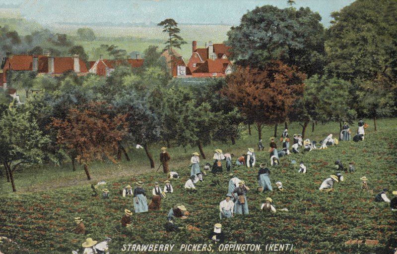 Strawberry pickers in the fields at Orpington, Kent by English Photographer