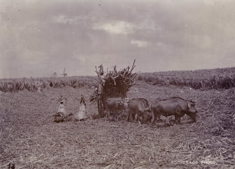 Sugar plantation, Barbados, 1880 by English Photographer