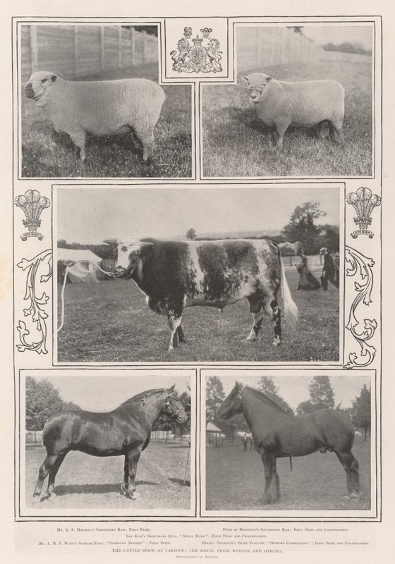 The Cattle Show at Cardiff, the Royal Prize Winner and Others by English Photographer