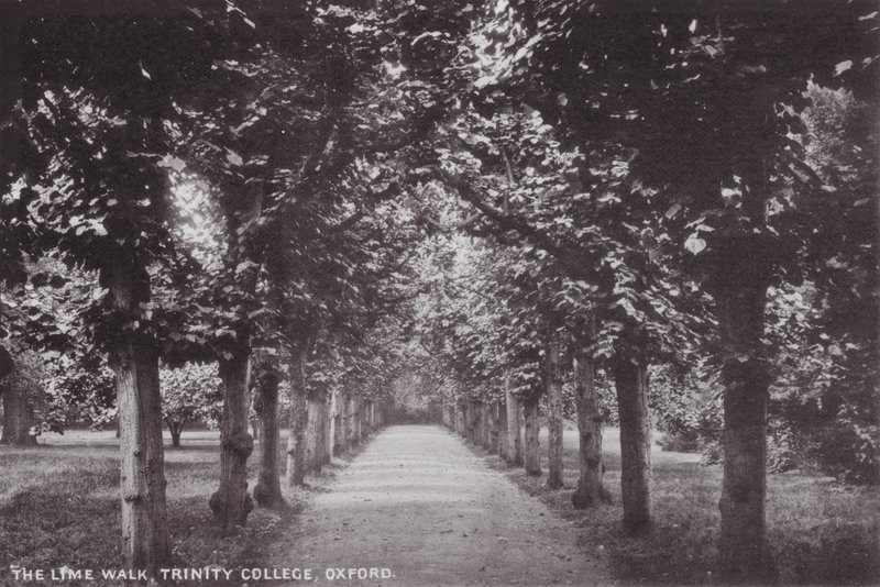 The Lime Walk, Trinity College, Oxford by English Photographer