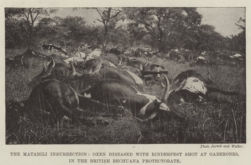 The Matabili Insurrection, Oxen diseased with Rinderpest shot at Gaberones, in the British Bechuana Protectorate by English Photographer