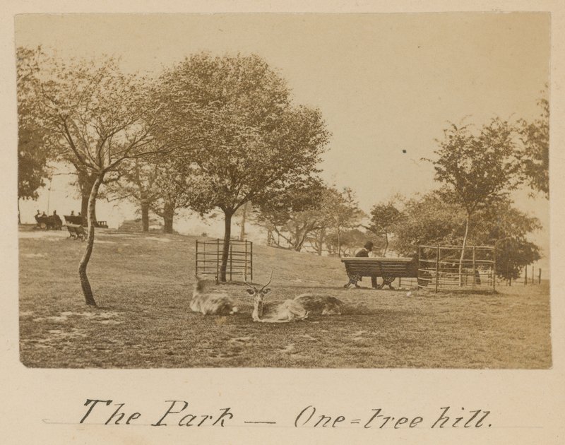 The Park - One Tree Hill, Greenwich by English Photographer
