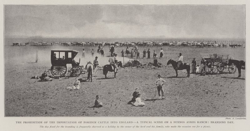 The Prohibition of the Importation of Foreign Cattle into England, a Typical Scene on a Buenos Aires Ranch, Branding Day by English Photographer