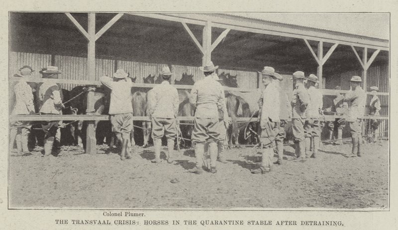 The Transvaal Crisis, Horses in the Quarantine Stable after Detraining by English Photographer