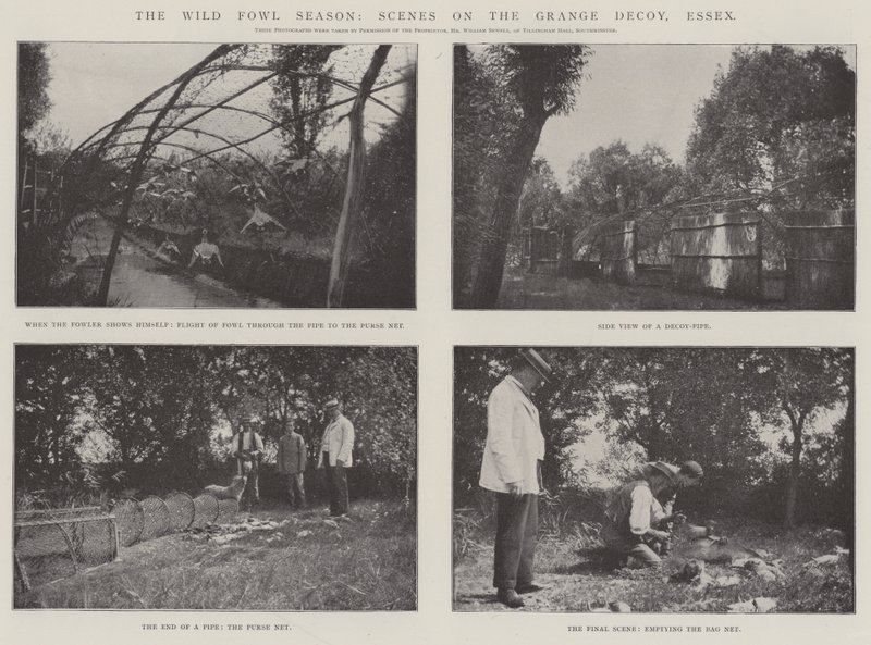 The Wild Fowl Season, Scenes on the Grange Decoy, Essex by English Photographer