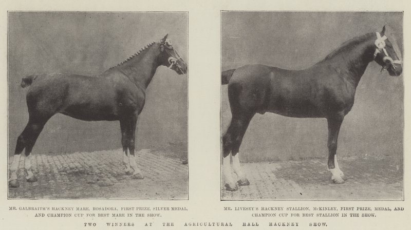 Two Winners at the Agricultural Hall Hackney Show by English Photographer