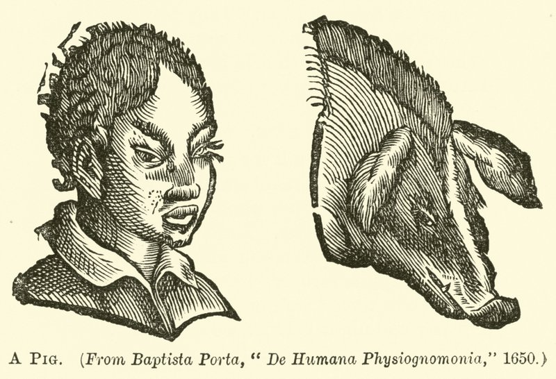 A Pig by English School