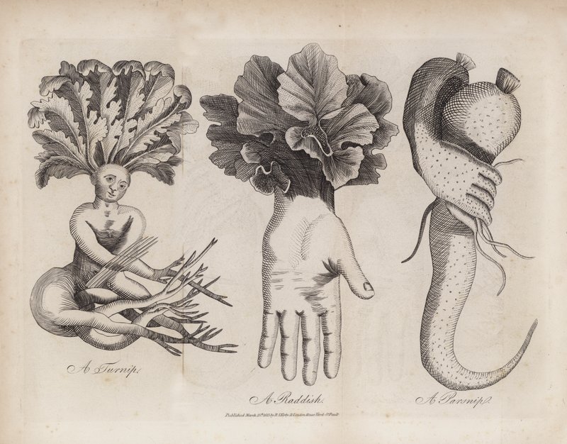 A Turnip, A Radish, A Parsnip by English School
