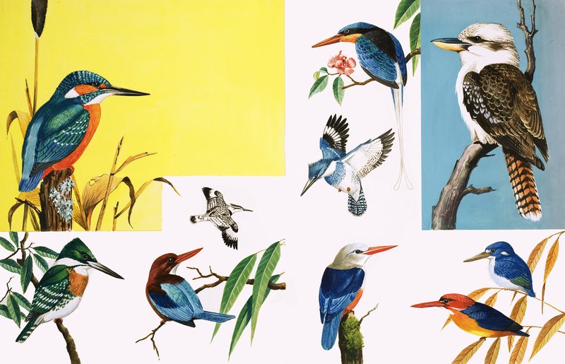 All sorts of Kingfishers by English School