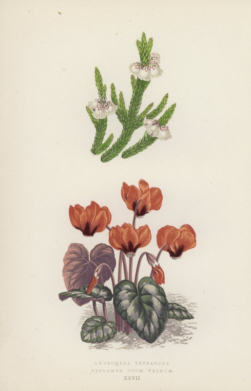 Andromeda Tetragona; Cyclamen Coum Vernum by English School
