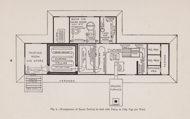 Arrangement of bacon factory to deal with thirty to fifty pigs per week by English School