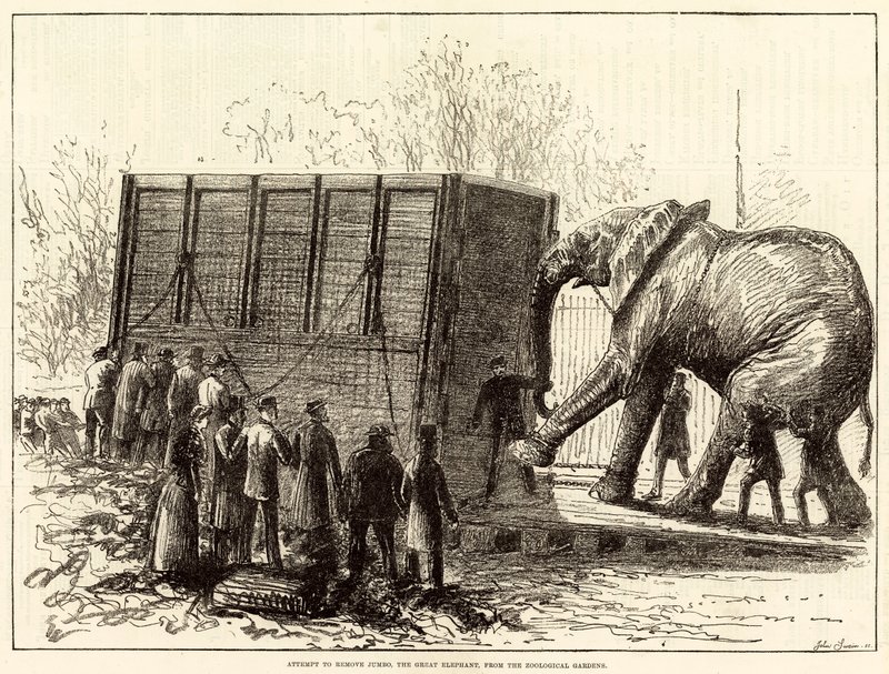 Attempt to Remove Jumbo, the Great Elephant, from the Zoological Gardens by English School