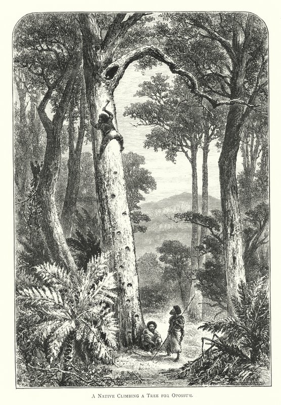 Australia: A Native Climbing a Tree for Opossum by English School