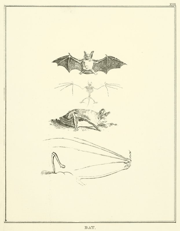 Bat by English School